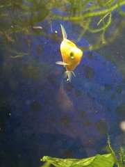 Gymnocorymbus ternetzi