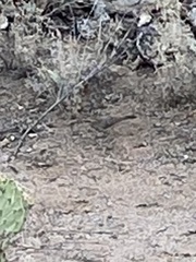 Toxostoma curvirostre