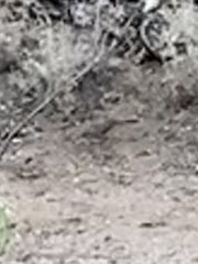 Toxostoma curvirostre