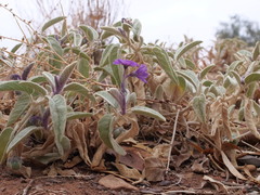 Solanum ellipticum