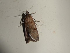Achyra affinitalis