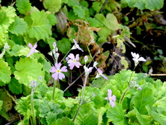 Primula malacoides
