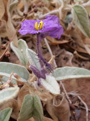 Solanum ellipticum