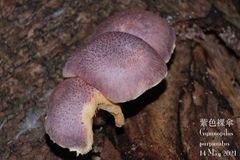 Gymnopilus purpuratus