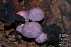 Gymnopilus purpuratus