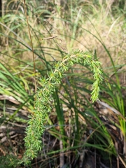 Pultenaea hispidula