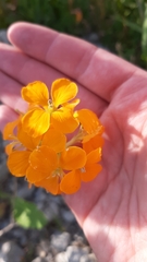 Erysimum × marshallii