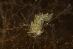 Diaphoreolis viridis