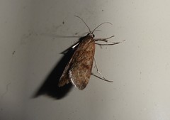 Achyra affinitalis
