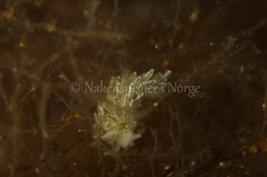 Diaphoreolis viridis