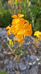 Erysimum × marshallii