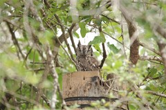 Megascops asio mccallii