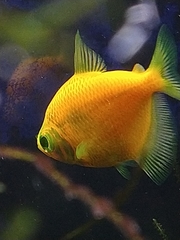 Gymnocorymbus ternetzi