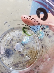 Oligocottus maculosus