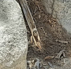 Callospermophilus lateralis bernardinus