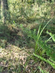 Cassinia aculeata aculeata