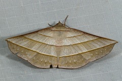 Sarcinodes reductatus