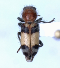 Enoclerus coccineus