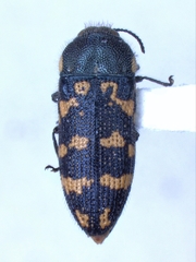 Acmaeodera obtusa
