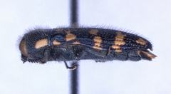 Acmaeodera obtusa
