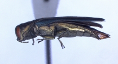 Agrilus carpini