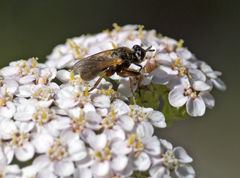 Thecophora modesta