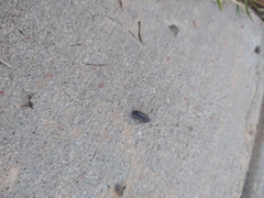 Armadillidium vulgare