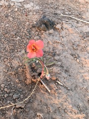 Talinum aurantiacum