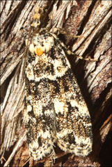 Scoparia crocospila