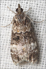 Eudonia protorthra