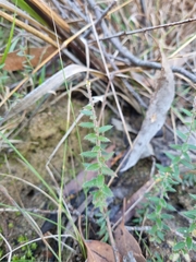 Acrotriche prostrata