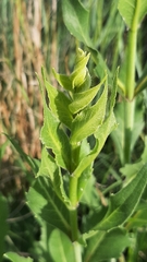 Silphium laciniatum