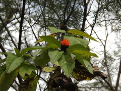 Cnicothamnus lorentzii