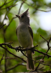 Baeolophus atricristatus