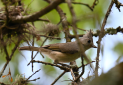 Baeolophus atricristatus
