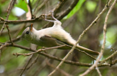 Baeolophus atricristatus