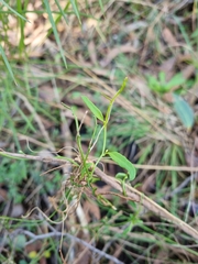 Comesperma volubile