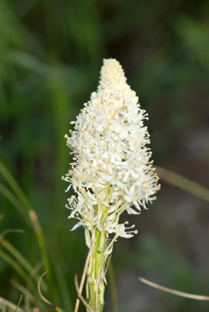 common beargrass (Plants of Glacier National Park) · iNaturalist