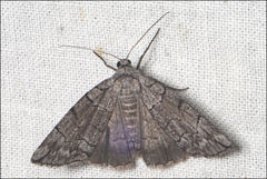 Dysbatus stenodesma