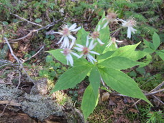 Oclemena acuminata image