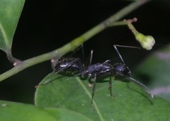 Camponotus natalensis