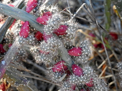 Opuntia salmiana