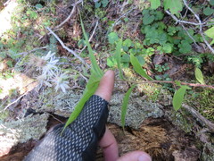 Oclemena acuminata image