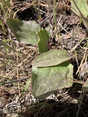 Senecio integerrimus ochroleucus