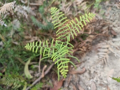 Gleichenia dicarpa