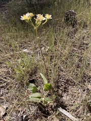 Senecio integerrimus ochroleucus