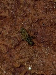 Pseudopachybrachius basalis