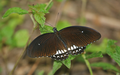 Papilio castor