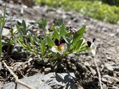 Viola hallii