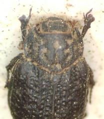 Trox perlatus
